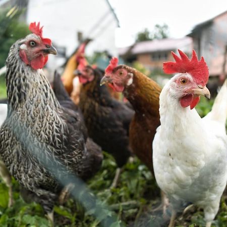 Ferienwohnung Elisa Staig  Zewnętrze zdjęcie